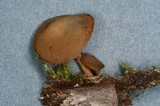 Simocybe sumptuosa image