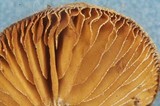 Simocybe sumptuosa image
