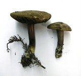 Boletus chrysenteron image