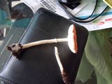 Leucoagaricus rubrotinctus image