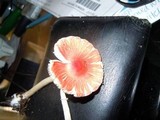 Leucoagaricus rubrotinctus image