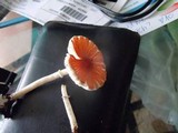 Leucoagaricus rubrotinctus image