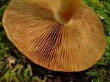 Psathyrella delineata image