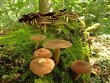 Psathyrella delineata image