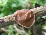 Auricularia nigricans image