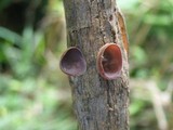Auricularia nigricans image
