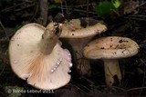 Lactarius maculatus image