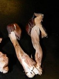 Gymnopus luxurians image