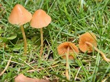 Conocybe tenera image