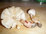 Leucoagaricus americanus image