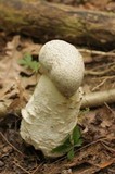 Hypomyces hyalinus image