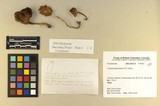 Inocybe glabrodisca image