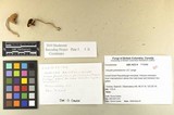 Inocybe griseolilacina image
