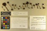 Inocybe pusio image