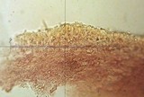 Marasmius wynneae image