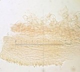 Cystolepiota seminuda image