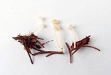 Hemimycena pseudocrispata image
