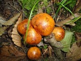Tricholoma aurantium image