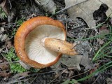 Tricholoma aurantium image