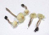 Cystolepiota seminuda image