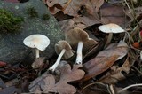 Inocybe whitei image