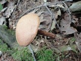 Boletellus russellii image