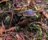 Boletellus mirabilis image