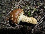 Hemistropharia albocrenulata image