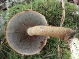 Hemistropharia albocrenulata image