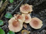 Tricholomopsis rutilans image