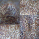 Hymenochaete rubiginosa image