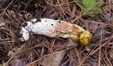 Heimioporus betula image
