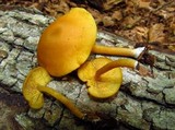 Callistosporium luteo-olivaceum image