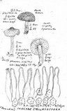 Inocybe stellatospora image