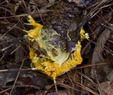 Auriporia aurea image