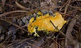 Auriporia aurea image