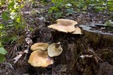 Tapinella atrotomentosa image