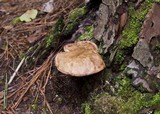 Tylopilus felleus image