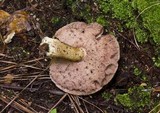 Tylopilus felleus image