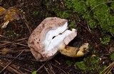 Tylopilus felleus image