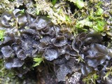 Leptogium hibernicum image