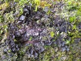 Leptogium hibernicum image