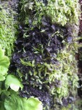 Leptogium hibernicum image