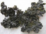 Leptogium hibernicum image