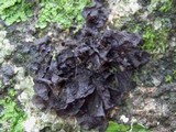 Leptogium cochleatum image