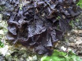 Leptogium cochleatum image