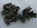 Leptogium cochleatum image