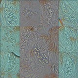 Leptogium cochleatum image