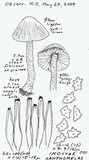 Inocybe phaeocystidiosa image