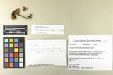 Inocybe phaeocystidiosa image